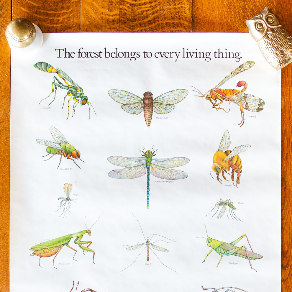 Us State Insects Poster Bugs and Insects Vintage Forest Service Wildlife Poster Wall Decor ...