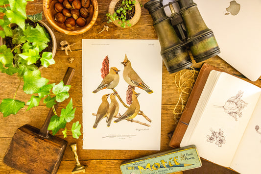 Waxwing and Shrike Species 1936 Vintage Fuertes Bird Print Plate from Birds of America