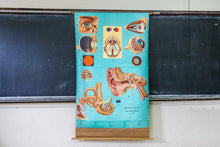Load image into Gallery viewer, Eye and Ear Anatomy Vintage Pull-Down Chart - Eagle&#39;s Eye Finds
