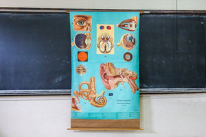 Eye and Ear Anatomy Vintage Pull-Down Chart - Eagle's Eye Finds
