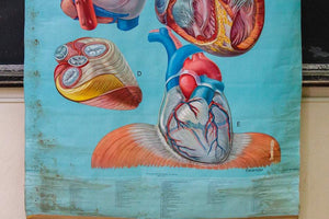 Anatomy of the Heart Vintage Pull-Down Chart Wall Decor - Eagle's Eye Finds