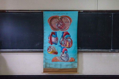 Anatomy of the Heart Vintage Pull-Down Chart Wall Decor - Eagle's Eye Finds