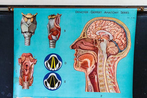 Anatomy of the Head, Neck, and Throat Vintage Pull-Down Chart - Eagle's Eye Finds