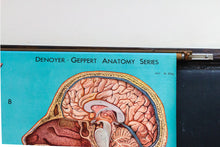 Load image into Gallery viewer, Anatomy of the Head, Neck, and Throat Vintage Pull-Down Chart - Eagle&#39;s Eye Finds
