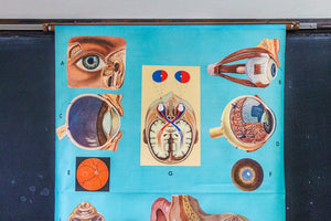 Eye and Ear Anatomy Vintage Pull-Down Chart - Eagle's Eye Finds