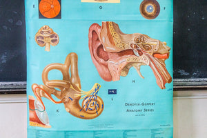 Eye and Ear Anatomy Vintage Pull-Down Chart - Eagle's Eye Finds