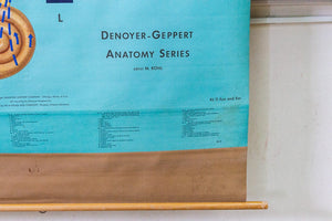 Eye and Ear Anatomy Vintage Pull-Down Chart - Eagle's Eye Finds