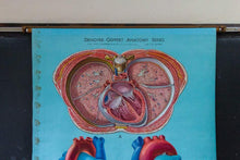Load image into Gallery viewer, Anatomy of the Heart Vintage Pull-Down Chart Wall Decor - Eagle&#39;s Eye Finds

