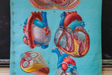 Load image into Gallery viewer, Anatomy of the Heart Vintage Pull-Down Chart Wall Decor - Eagle&#39;s Eye Finds

